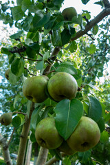 Green pears ripening on pear tree branch with leaves natural organic garden fruit harvest