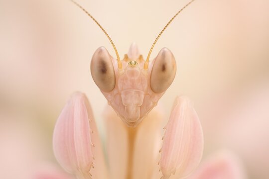 Macro view of orchid mantis face