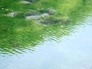 沼底の藻まで見えるほど透き通る沼