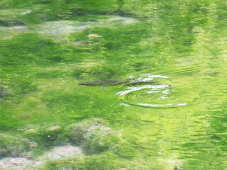 沼底まで見えるほど透き通る沼と鱒