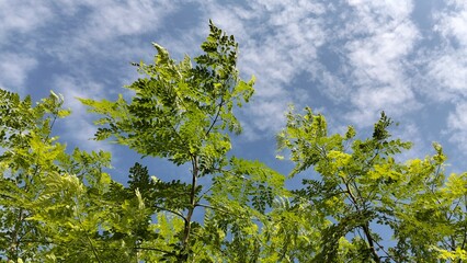 green grass and blue sky