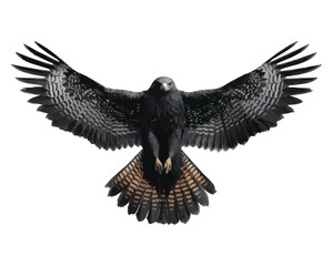 Full Body Falcon with Open Wings Illustration