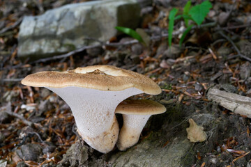 Polyporus tuberaster mushroom on the beech. Known as tuberous polypore. Two edible mushrooms in the beech forest.