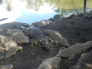 Fototapeta premium KROKODYL