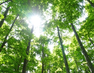 Obraz premium Lush forest canopy with sunlight