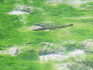 沼底まで見えるほど透き通る沼と鱒