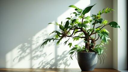 Obraz premium Dracaena Draconis, Madeira's Dragon Tree, Potted Design