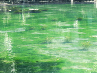 沼底の藻まで見えるほど透き通る沼