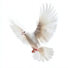 Fototapeta premium Majestic white dove in flight against a pure white background, showcasing grace and beauty in motion during a serene moment