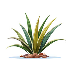 Agave plant with green yellow leaves and stones on a black background graphic illustration