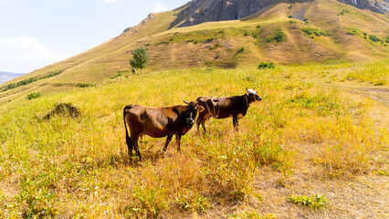 Cow on a beautiful alpine meadow . Mountains on background. Cows in pasture 