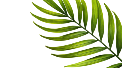 Lush green palm leaf on a transparent background, perfect for design and decoration purposes.