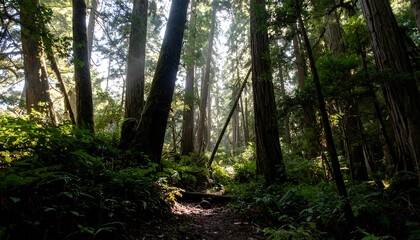 Sunlit path through a dense forest