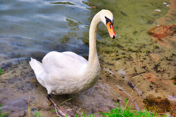 Spokojny łabędź stojący na brzegu jeziora. Scena ukazuje tego pełnego gracji ptaka pośród natury, emanującego pięknem i poczuciem spokoju.