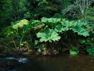 Riverside Foliage with Giant Leaves