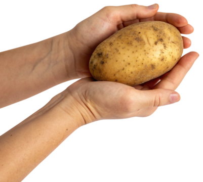 hands holding potato tuber white background