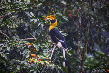 Great Hornbill (Buceros bicornis)on the branch of the tree.