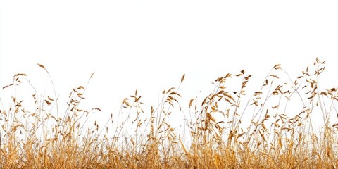 Obraz premium Dry autumn grass minimalist landscape natural.