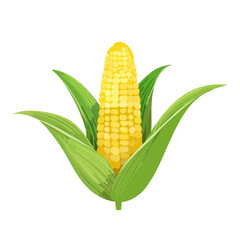 Ripe Corn on the Cob with Green Husks Summer Harvest Still Life Illustration