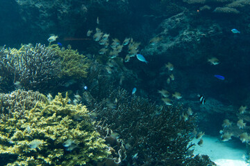 Fototapeta premium 沖縄美ら海水族館 サンゴの海 イトヒキテンジクダイやデバスズメダイ