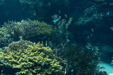 沖縄美ら海水族館　サンゴの海　イトヒキテンジクダイやデバスズメダイ