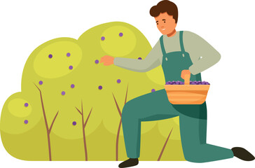 Young farmer picking berries from bush, putting them in wicker basket, enjoying harvest season in orchard