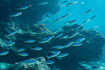 沖縄美ら海水族館　熱帯魚の海　クマササハナムロの群れ