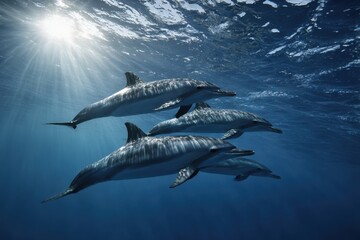 Fototapeta premium Three dolphins swim together in clear ocean water with sunlight shining from above the surface