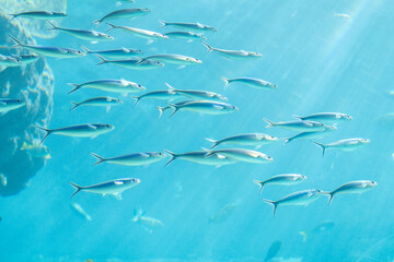 Fototapeta premium 沖縄美ら海水族館 光差す熱帯魚の海 クマササハナムロの群れ
