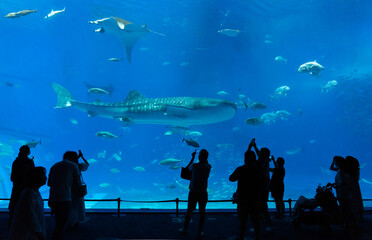 沖縄美ら海水族館　回遊魚たちが泳ぐダイナミックな黒潮の海と、それを眺める人々のシルエット © Chiho Oki