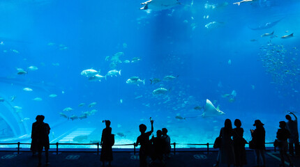 沖縄美ら海水族館　回遊魚たちが泳ぐダイナミックな黒潮の海と、それを眺める人々のシルエット © Chiho Oki