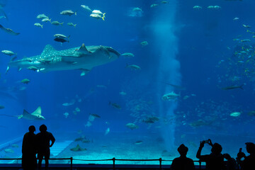 沖縄美ら海水族館　回遊魚たちが泳ぐダイナミックな黒潮の海と、それを眺める人々のシルエット © Chiho Oki