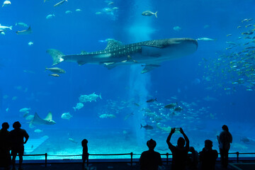沖縄美ら海水族館　回遊魚たちが泳ぐダイナミックな黒潮の海と、それを眺める人々のシルエット © Chiho Oki