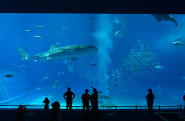 沖縄美ら海水族館　回遊魚たちが泳ぐダイナミックな黒潮の海と、それを眺める人々のシルエット © Chiho Oki