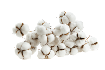 White cotton bolls collected from a field ready for processing and use in various textile products and materials