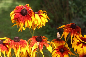 Rudbekia Rudbeckia © Perovskia