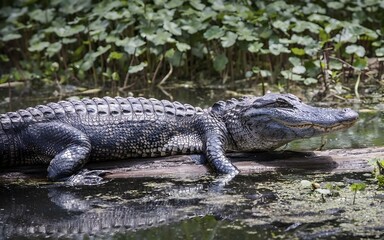 Obraz premium alligator in the zoo