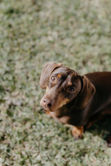 Brown Dachshund sitting on grass
