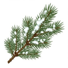 Obraz premium Snowy Pine Branch on White Background