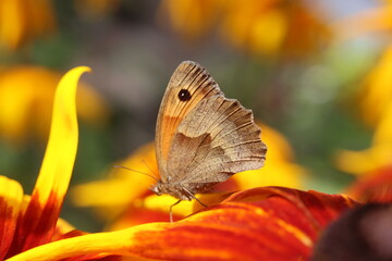 Obraz premium Rudbekia Rudbeckia