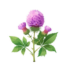 Isolated thistle blossom illustration purple flower with green leaves vector drawing prickly plant design nature flora botanical herb.