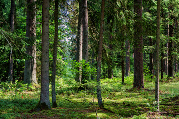 Obraz premium Zbiornik wodny na Świnobródce w Puszczy Knyszyńskiej, Podlasie, Polska