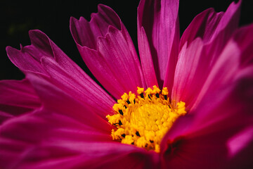 close up of a flower