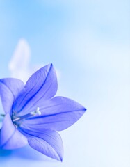 Fototapeta premium Background of bellflower flowers, Japanese name: Kikyou