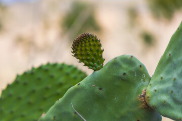 Plants, flowers, cacti in the protected reserve of Caldera de Bandama in Gran Canaria, Spain
