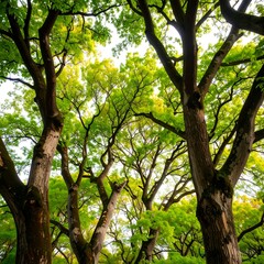 Obraz premium Lush green canopy