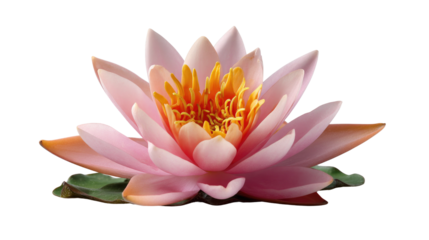 Radiant Lotus Bloom: A single, perfectly formed lotus flower floats gracefully. the delicate pink petals unfurl to reveal a vibrant yellow center, epitomizing beauty and serenity.