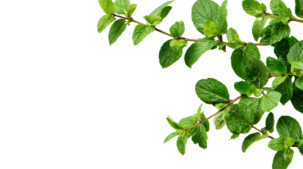 Fresh mint leaves on white isolated background, perfect for culinary and herbal themes.