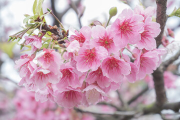 Beautiful pink cherry blossoms blooming on a tree branch in spring, symbolizing renewal and nature's beauty.