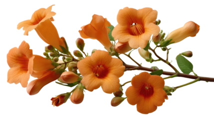 Blossoming Orange Trumpet Vine: A vibrant close-up captures the delicate beauty of trumpet vine blossoms, with their vivid orange hues and intricate petal arrangement.